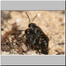 Miscophus ater - Grabwespe 03c 5-6mm Paarung und Spinne.jpg